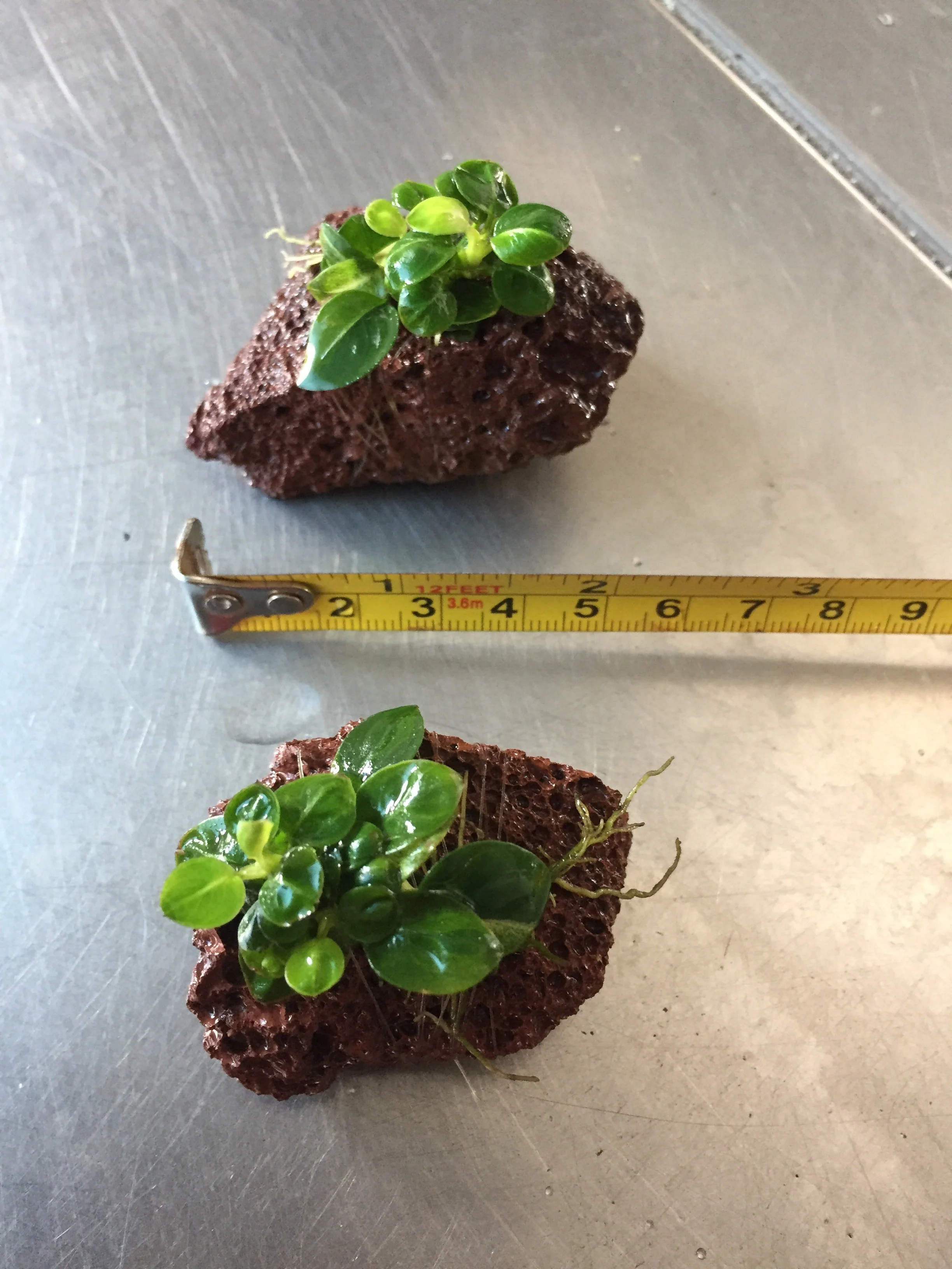 Vibrant Anubias Stardust Live Aquatic Plant for Freshwater Aquariums, Easy Care - Image 2