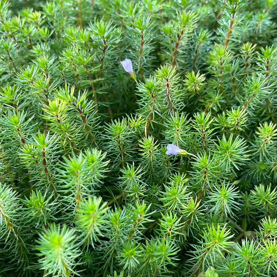 Vibrant Bacopa Myriophylloides Live Aquarium Plant – Fine Leaf Stem - Image 2