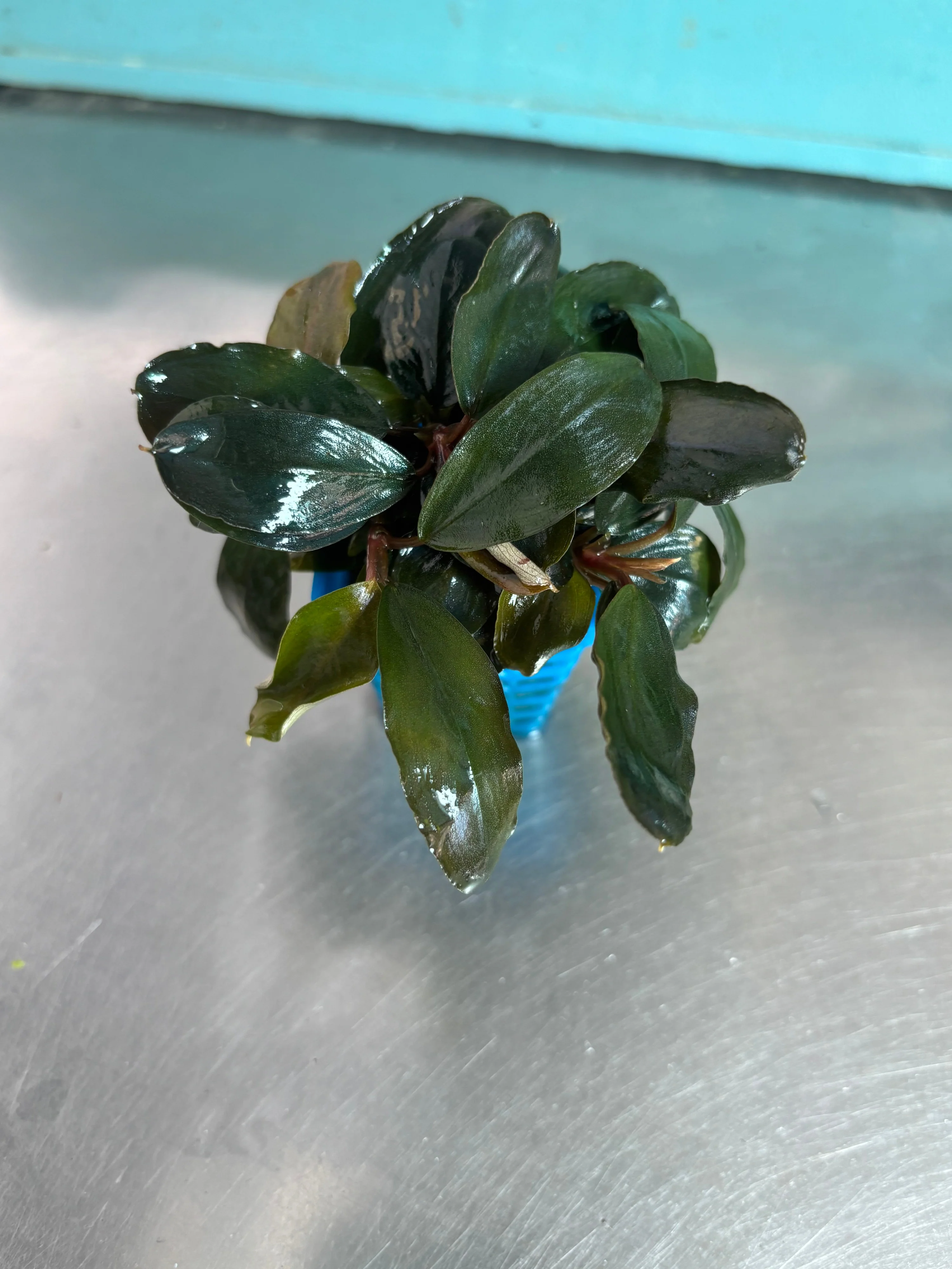 Vibrant Bucephalandra Lagoon Aquatic Plant for Stunning Freshwater Aquariums
