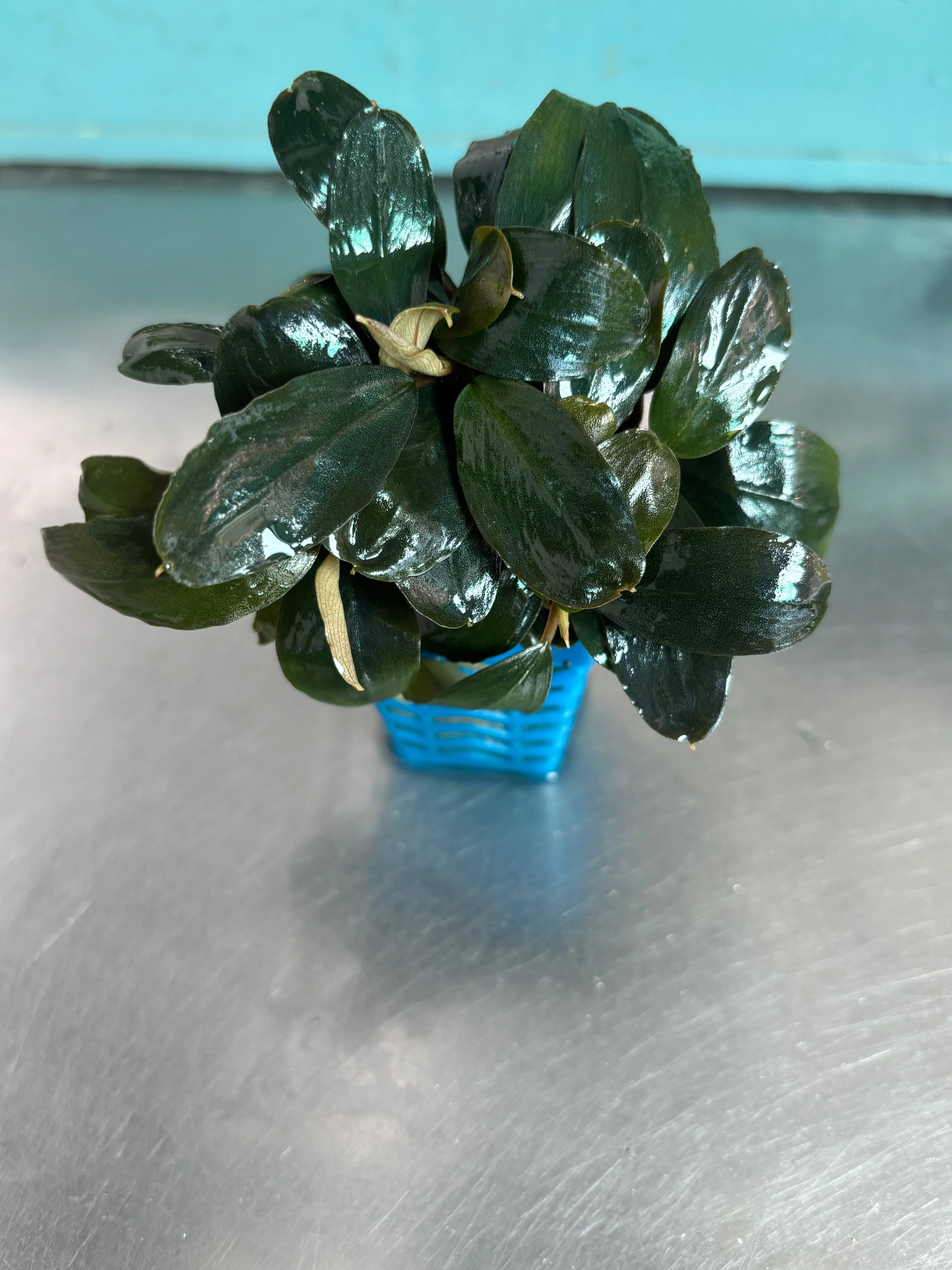 Vibrant Bucephalandra Lagoon Aquatic Plant for Stunning Freshwater Aquariums - Image 2