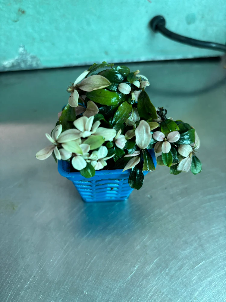 Vibrant Bucephalandra Pink Brownie Ghost Live Aquatic Plant for Aquariums - Image 4