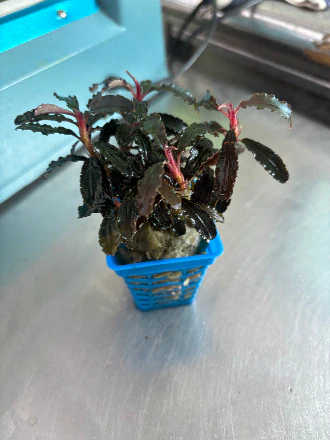 Vibrant Bucephalandra Red Dragon Fly Aquatic Plant for Aquarium Aquascaping