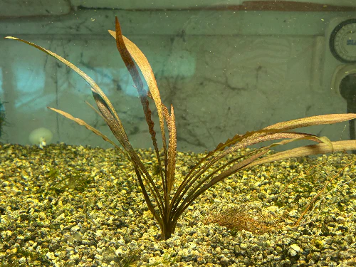 Vibrant Cryptocoryne Spiralis Tiger Live Aquatic Plant for Midground Aquariums - Image 2