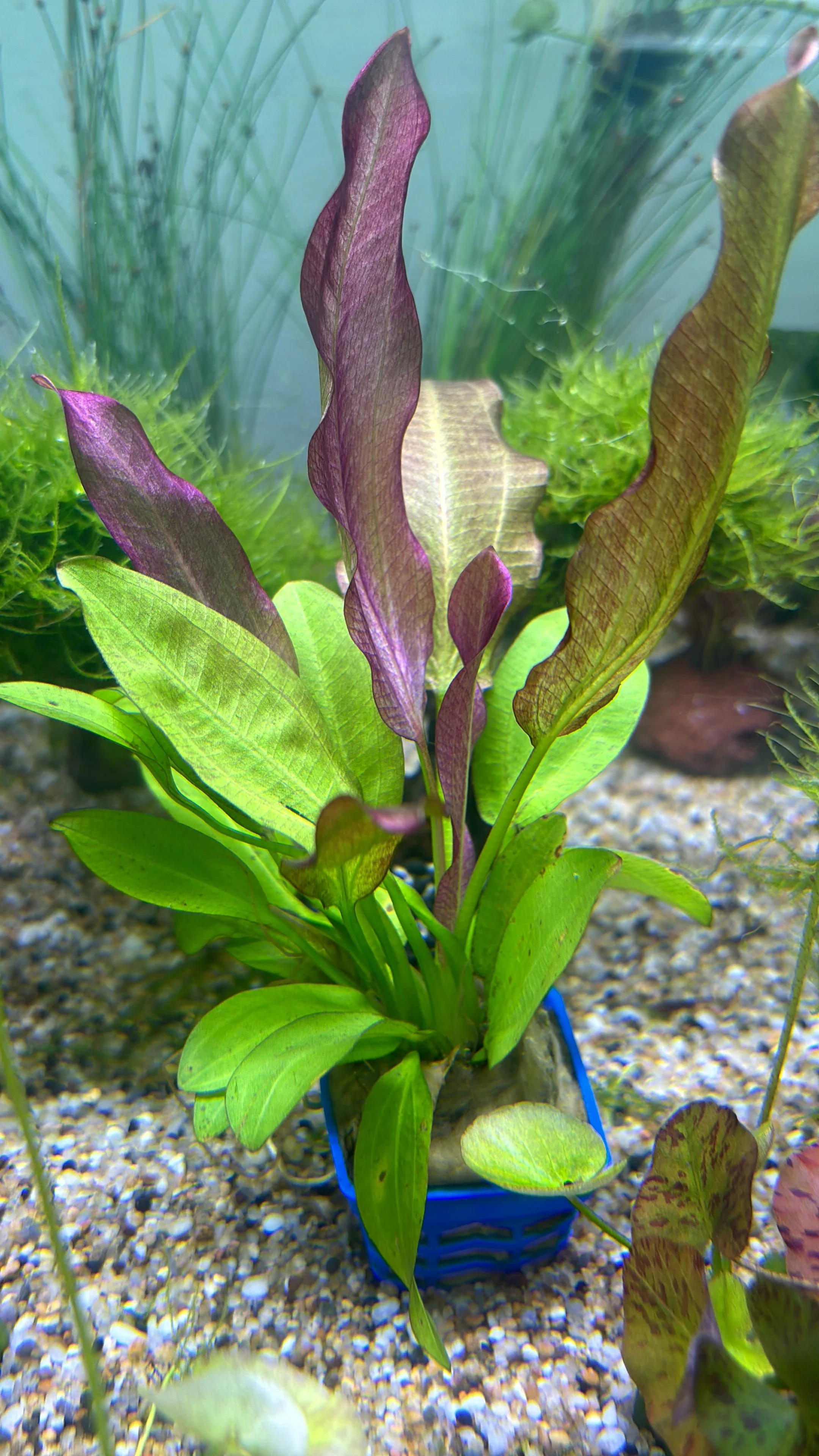 Vibrant Echinodorus Oriental Aquatic Plant: Easy Care, Midground Aquarium Decor - Image 3