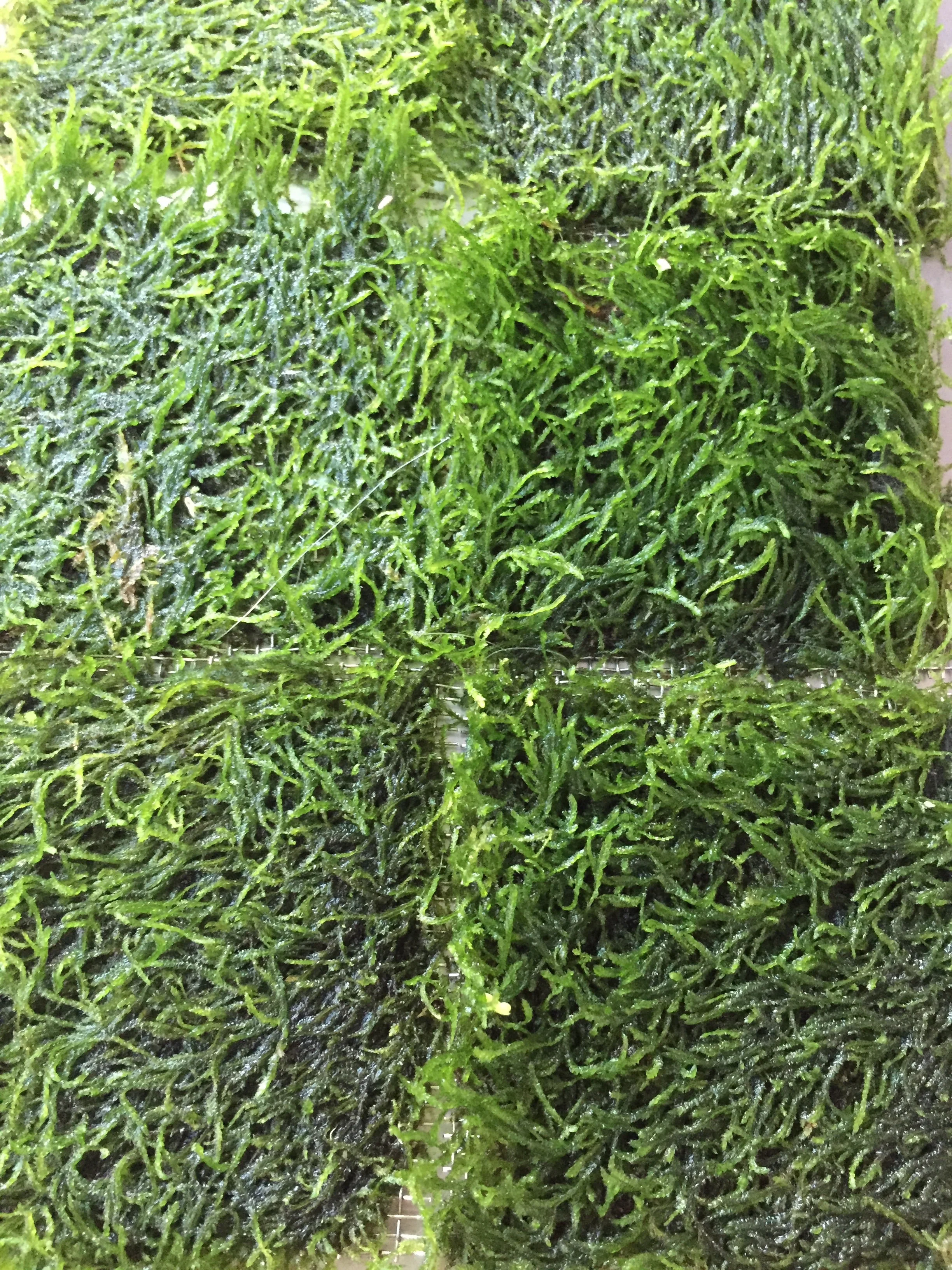 Vibrant Flame Moss Live Aquarium Plant on Mesh for Easy Aquascaping - Image 2