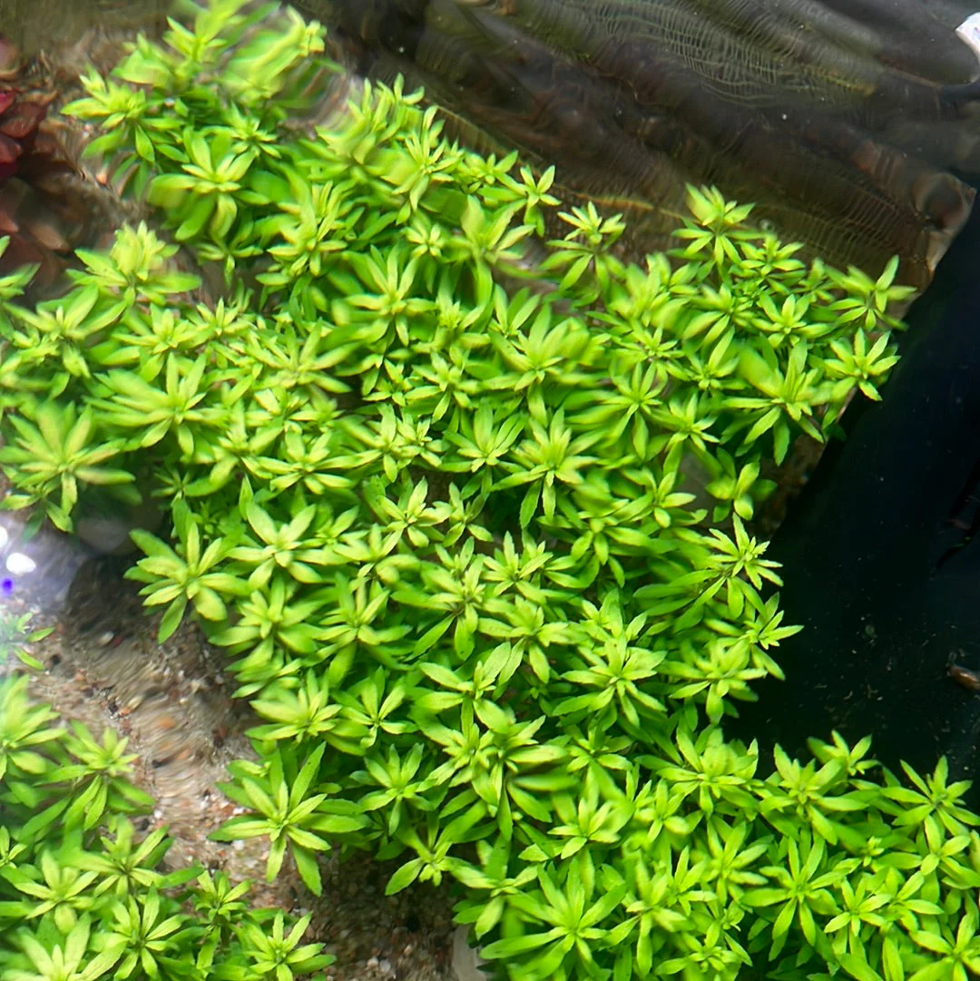 Vibrant Limnophila Sp. 'Vietnam' Aquarium Plant - Lush Green Ground Cover - Image 2