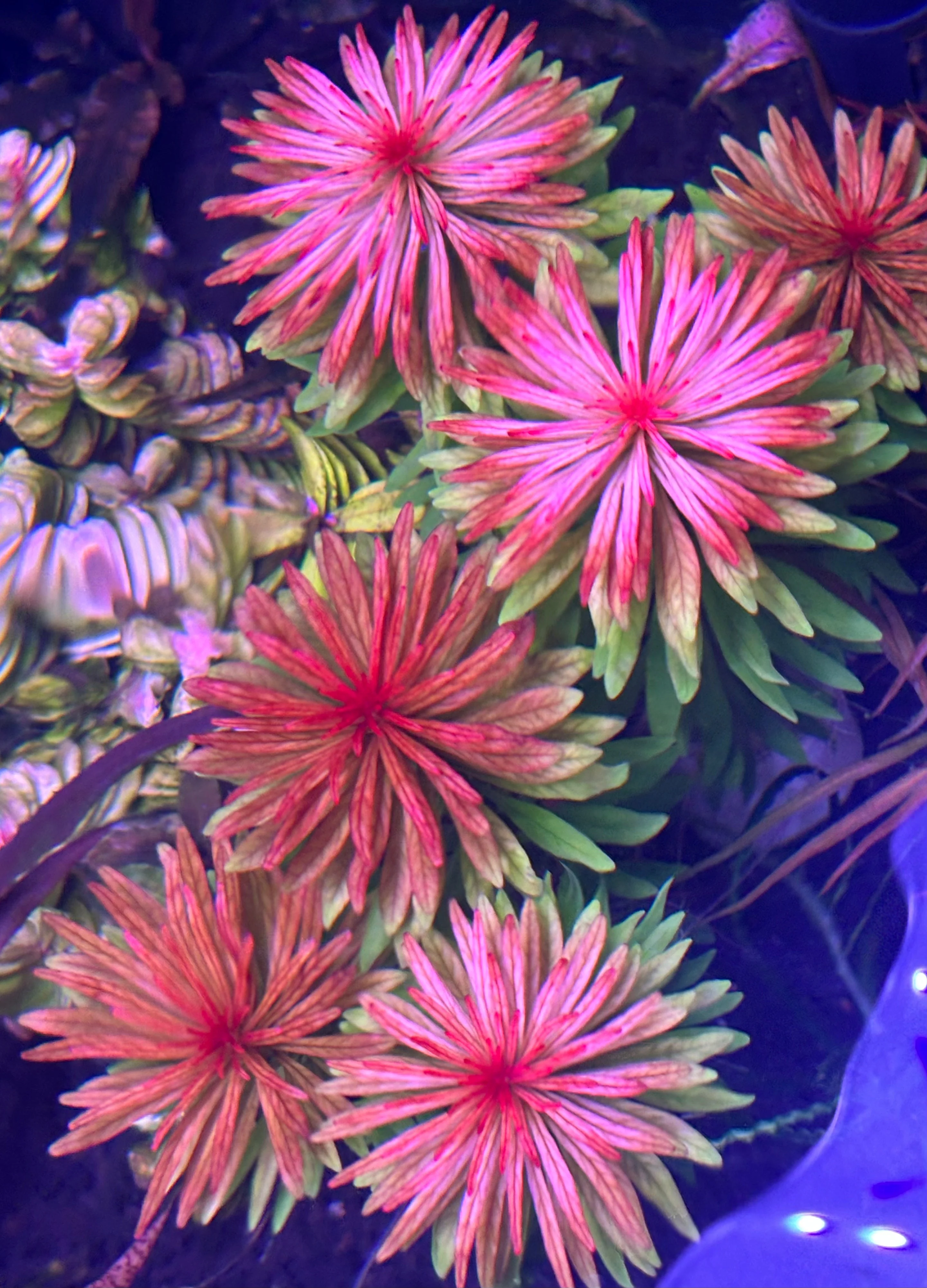 Vibrant Ludwigia Meta Stem Aquatic Plant for Stunning Aquarium Aquascapes - Image 2