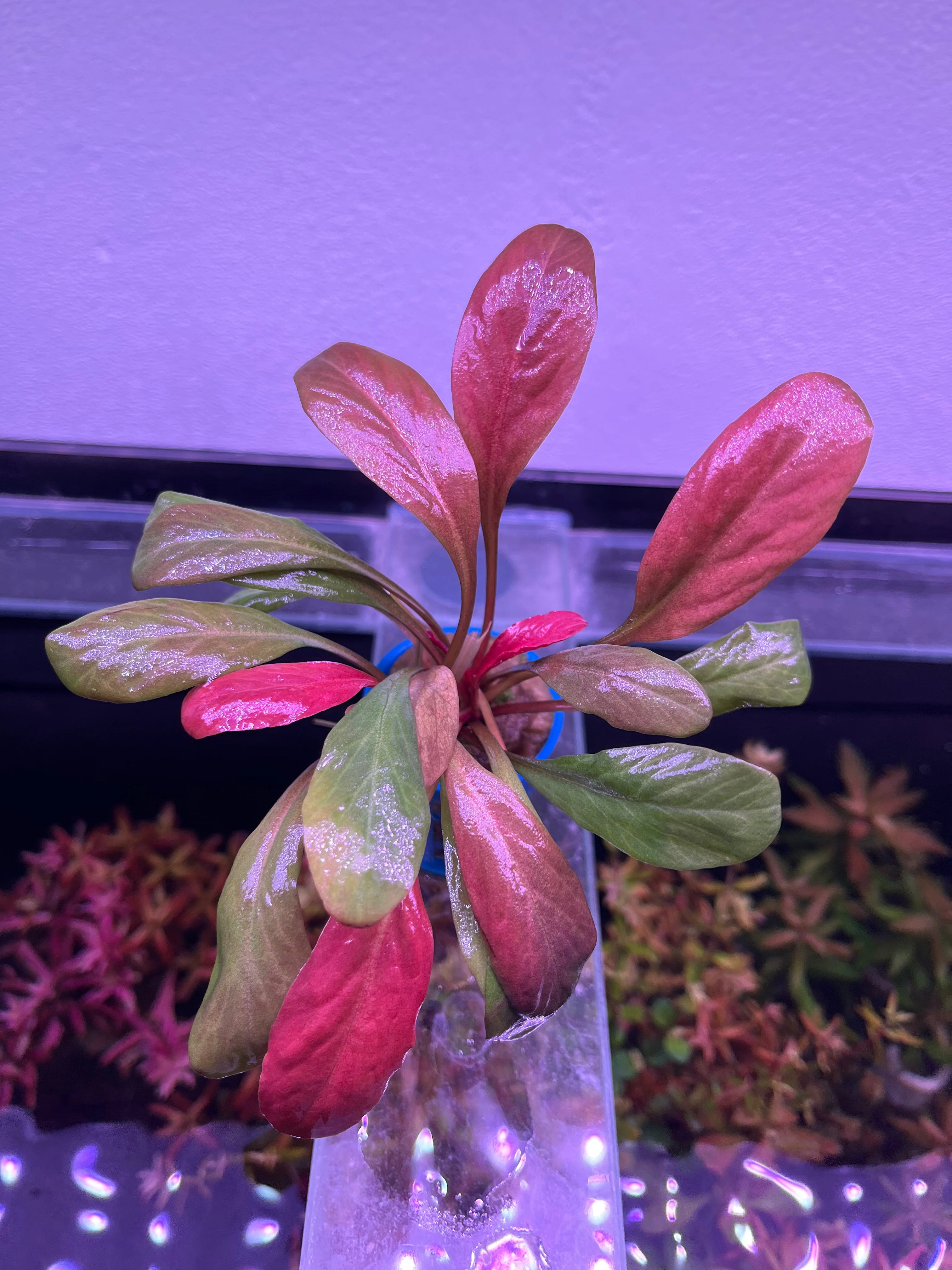 Vibrant Red Samolus Parviflorus Live Aquatic Plant for Freshwater Aquariums - Image 2