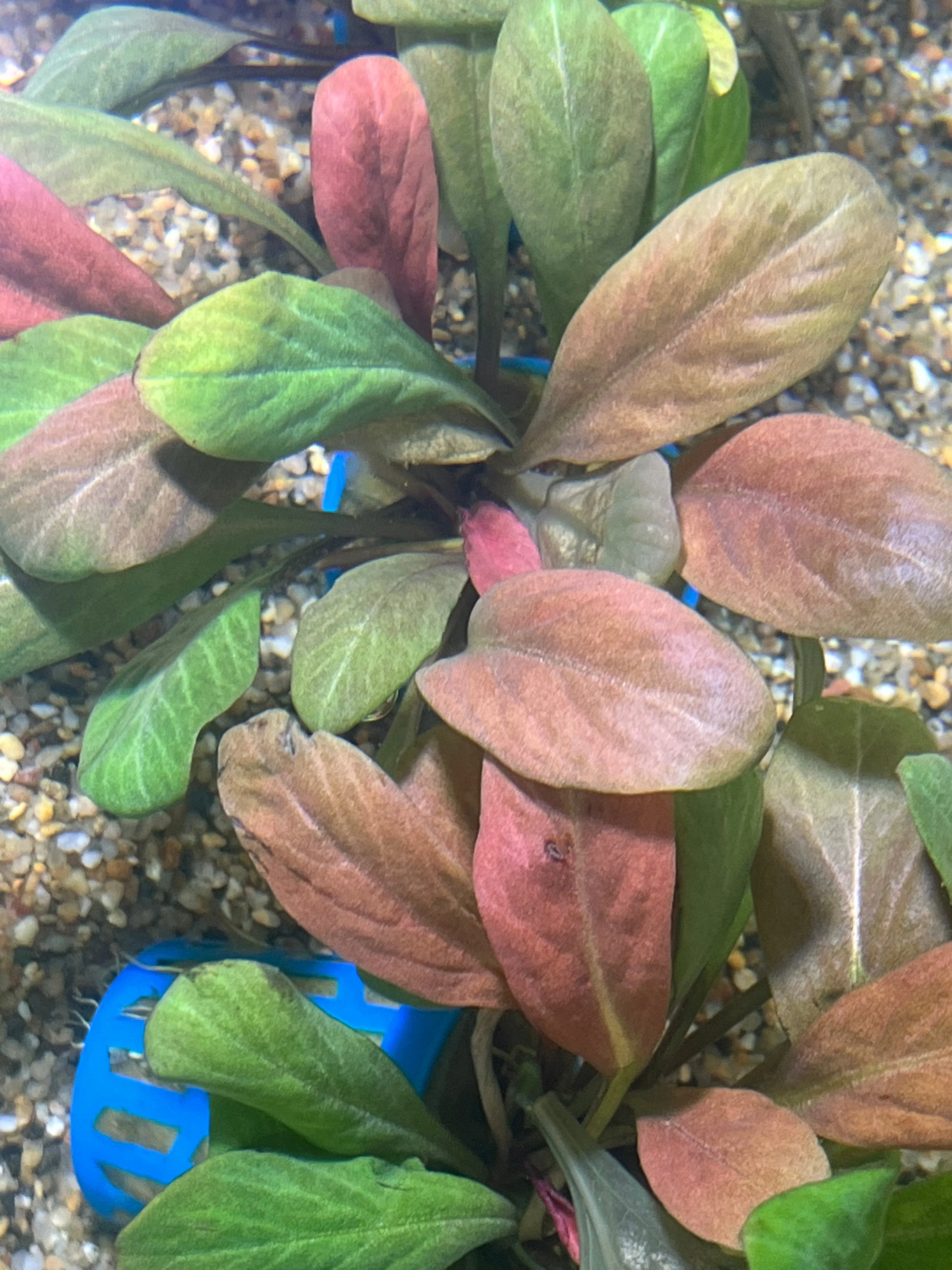 Vibrant Red Samolus Parviflorus Live Aquatic Plant for Freshwater Aquariums - Image 3