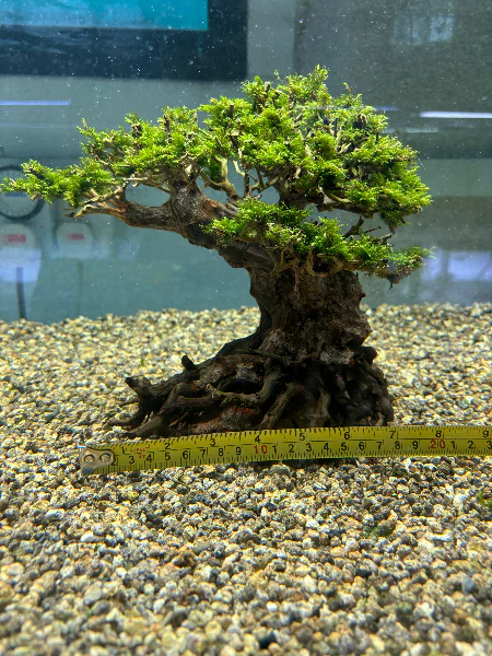 Vibrant US Fissidens Bonsai Aquatic Plant: Easy Care Live Aquarium Moss