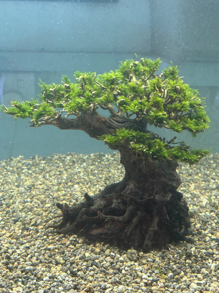 Vibrant US Fissidens Bonsai Aquatic Plant: Easy Care Live Aquarium Moss - Image 3