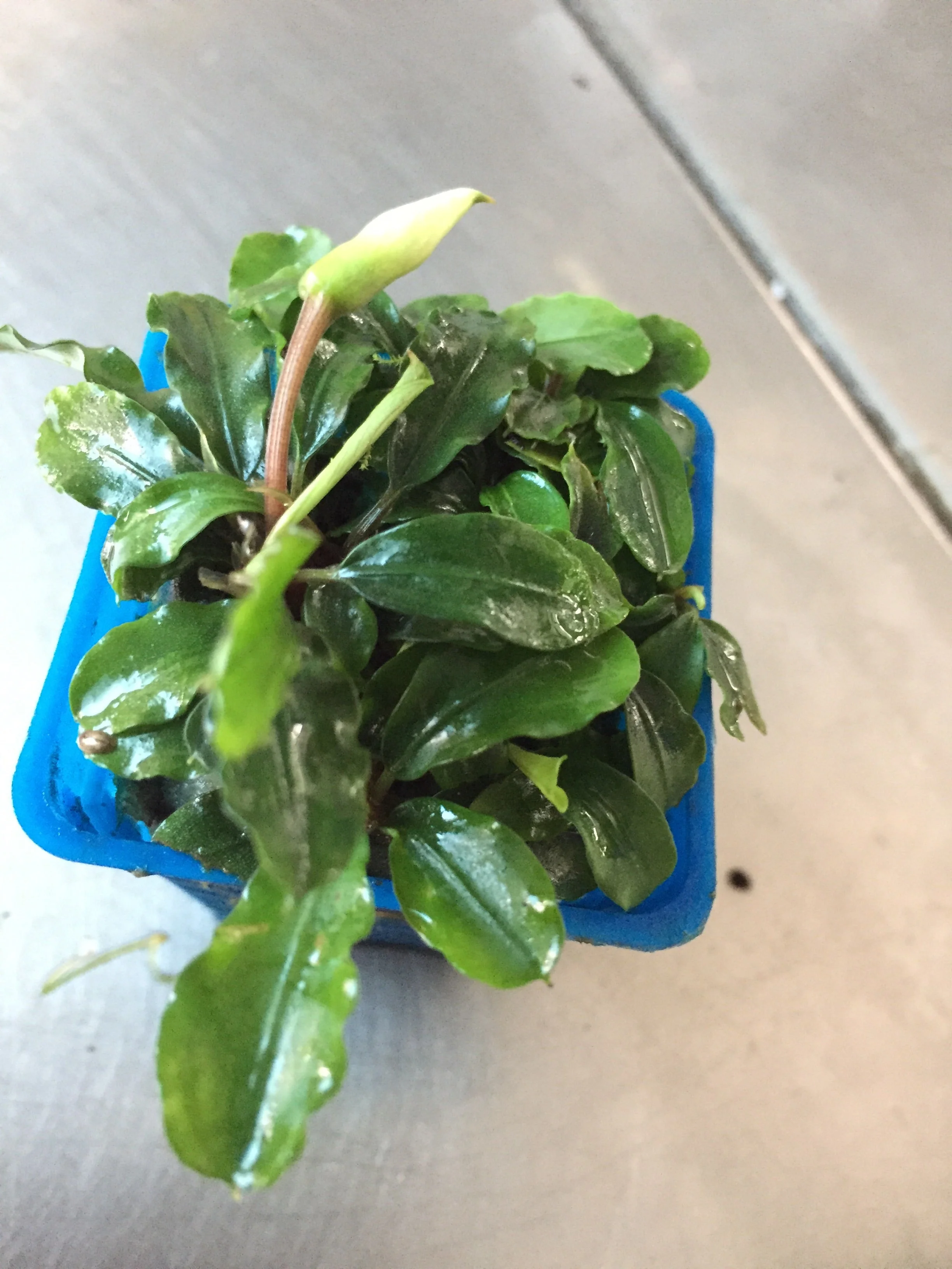 Vibrant Wavy Green Bucephalandra Aquatic Plant for Thriving Freshwater Aquariums