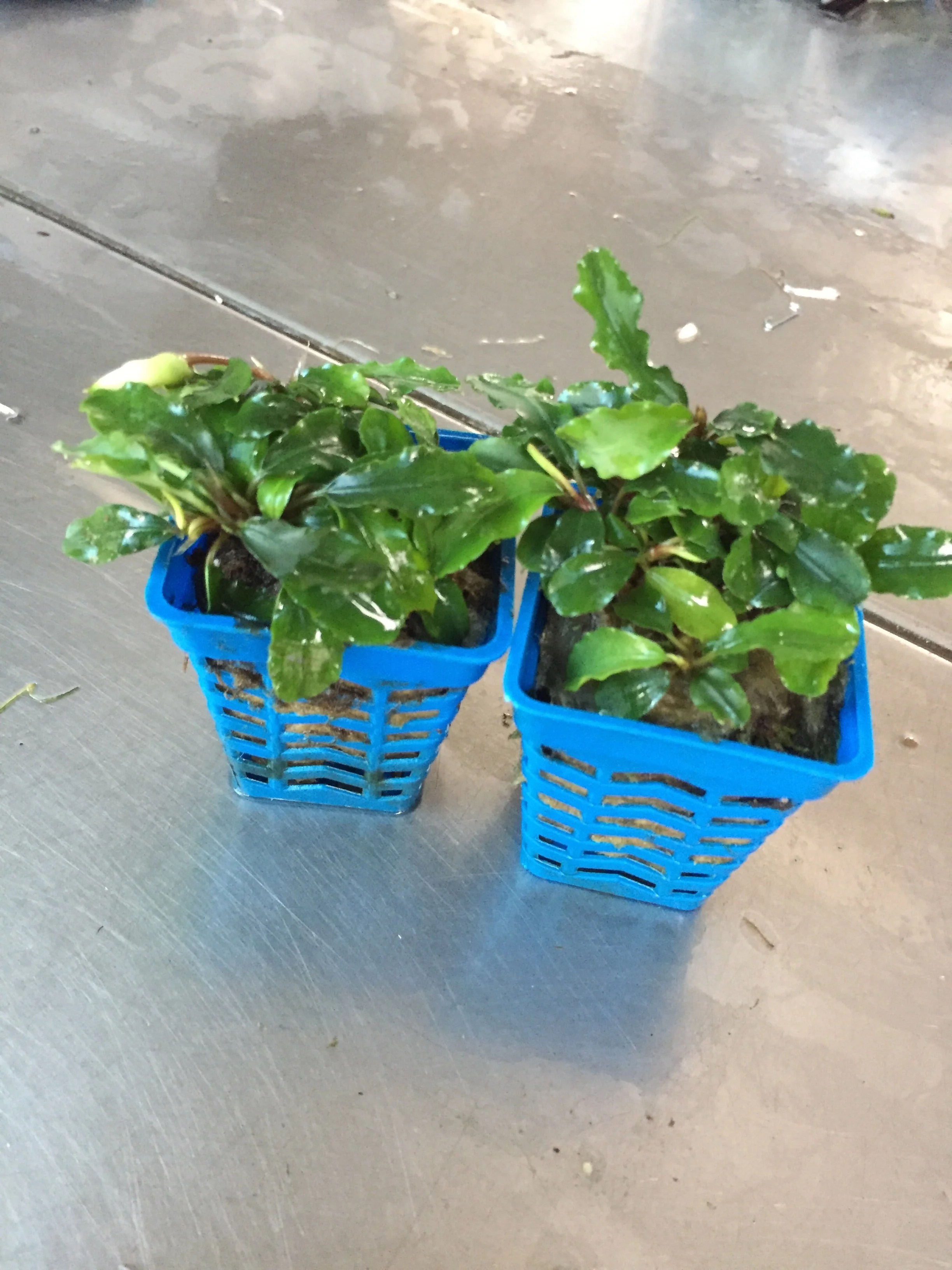 Vibrant Wavy Green Bucephalandra Aquatic Plant for Thriving Freshwater Aquariums - Image 2