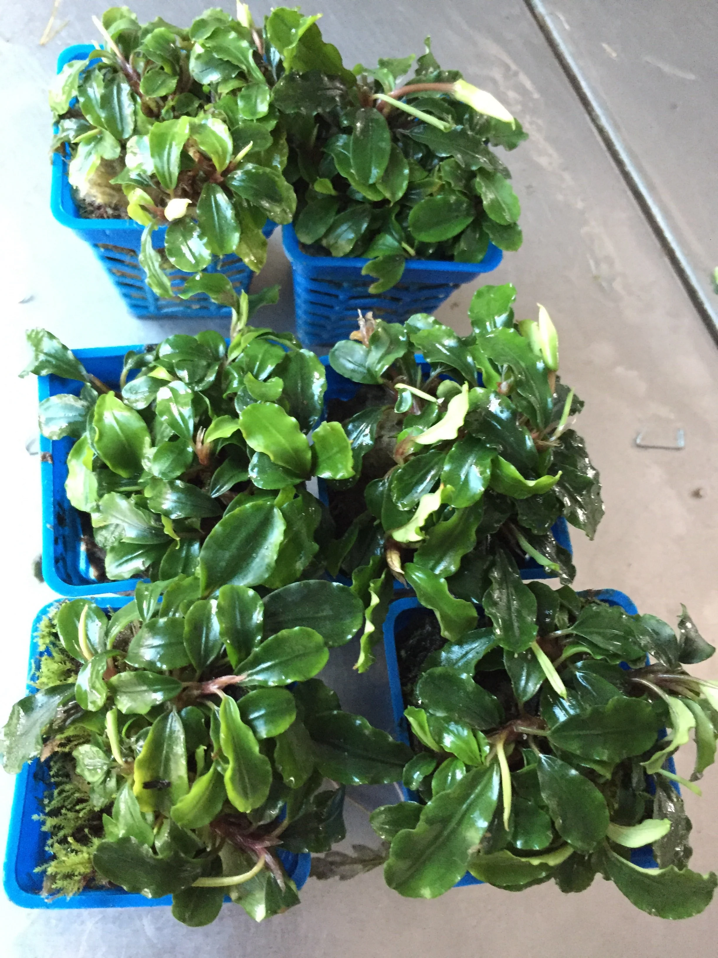 Vibrant Wavy Green Bucephalandra Aquatic Plant for Thriving Freshwater Aquariums - Image 3