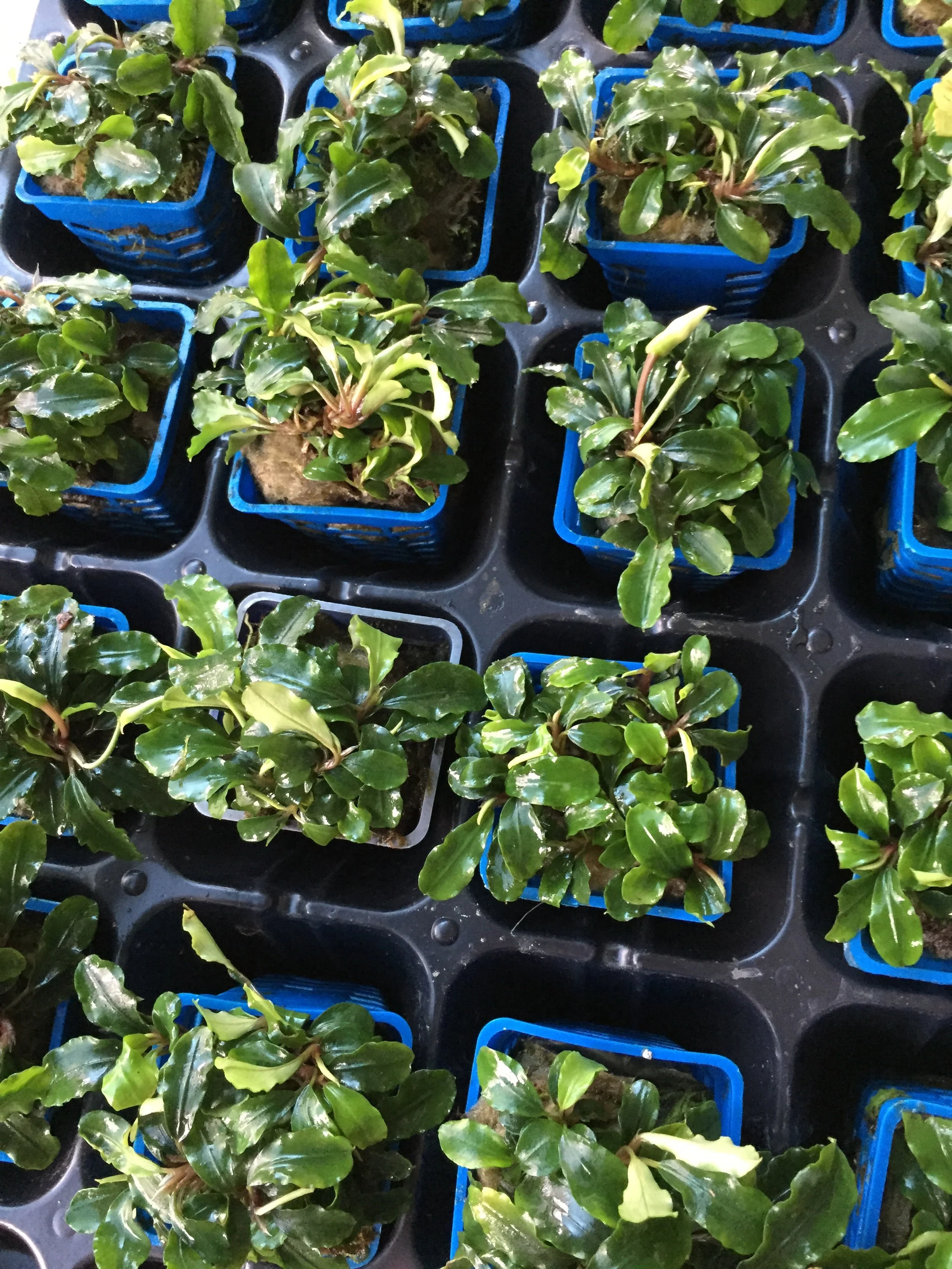 Vibrant Wavy Green Bucephalandra Aquatic Plant for Thriving Freshwater Aquariums - Image 4