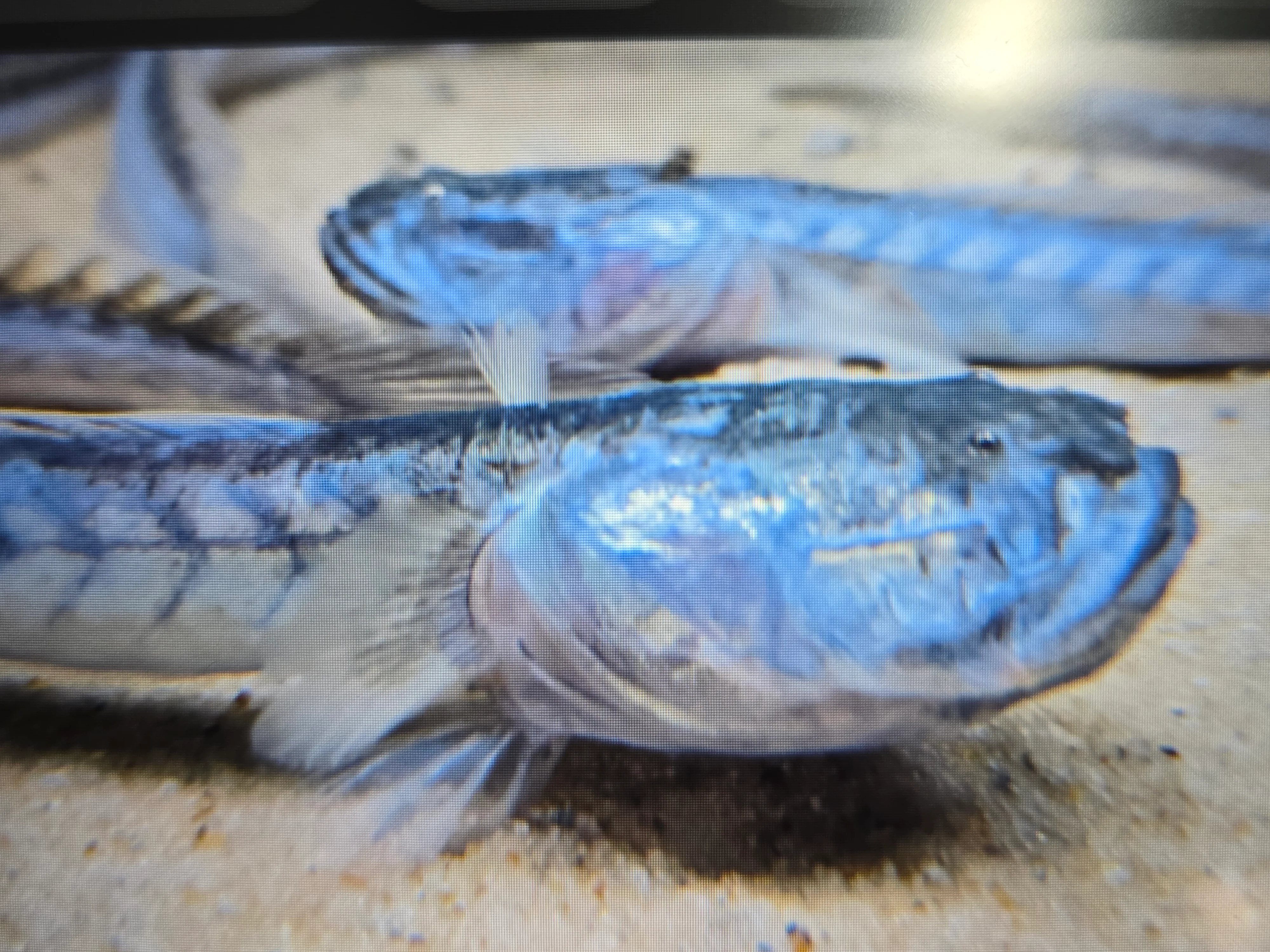 Violet goby 18-25cm - Image 2