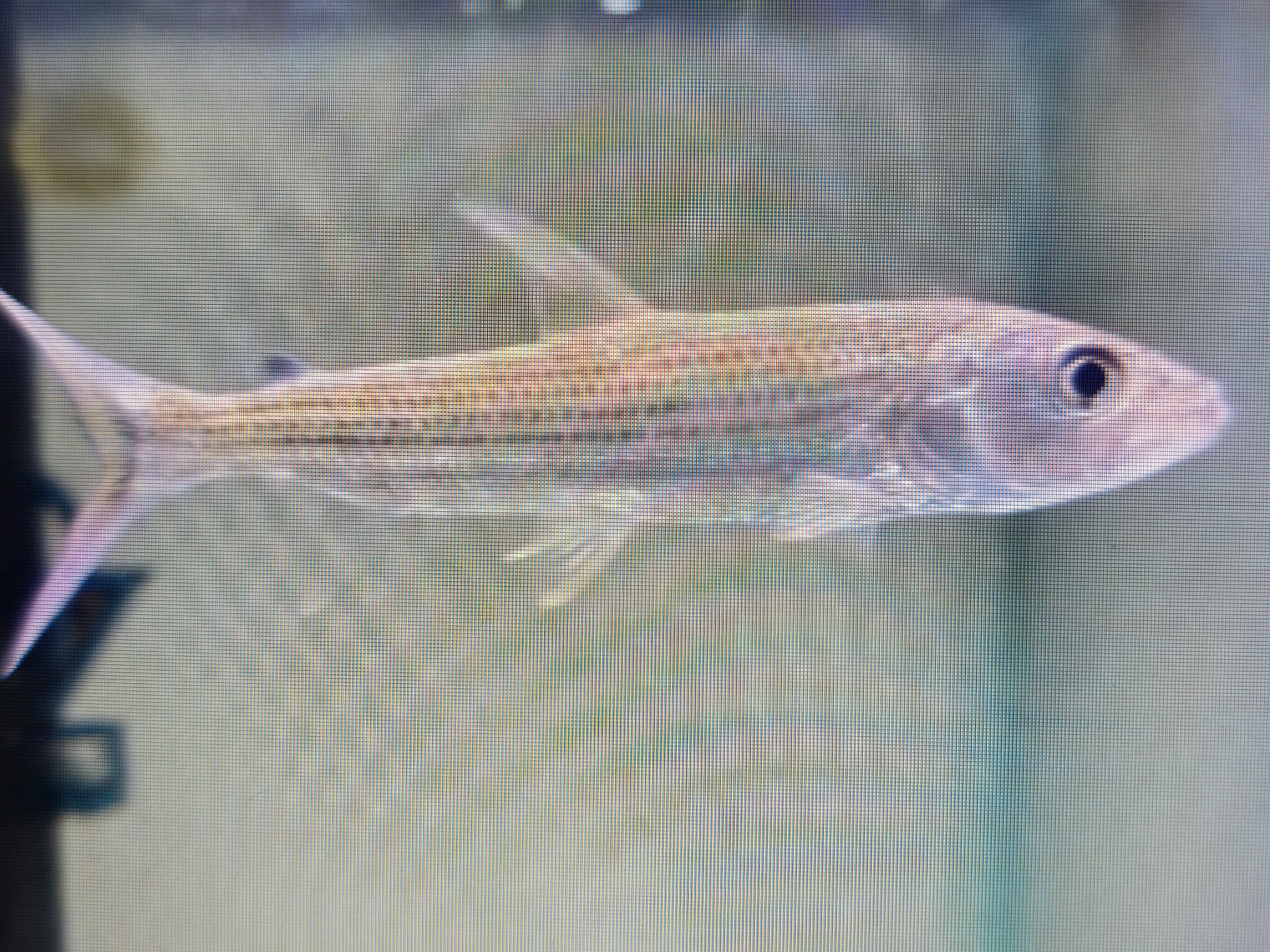Vittatus tigerfish 8-10cm