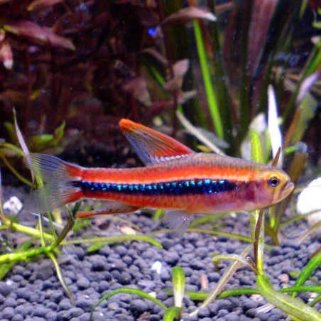 Weitzmani tetra 2.5-3cm