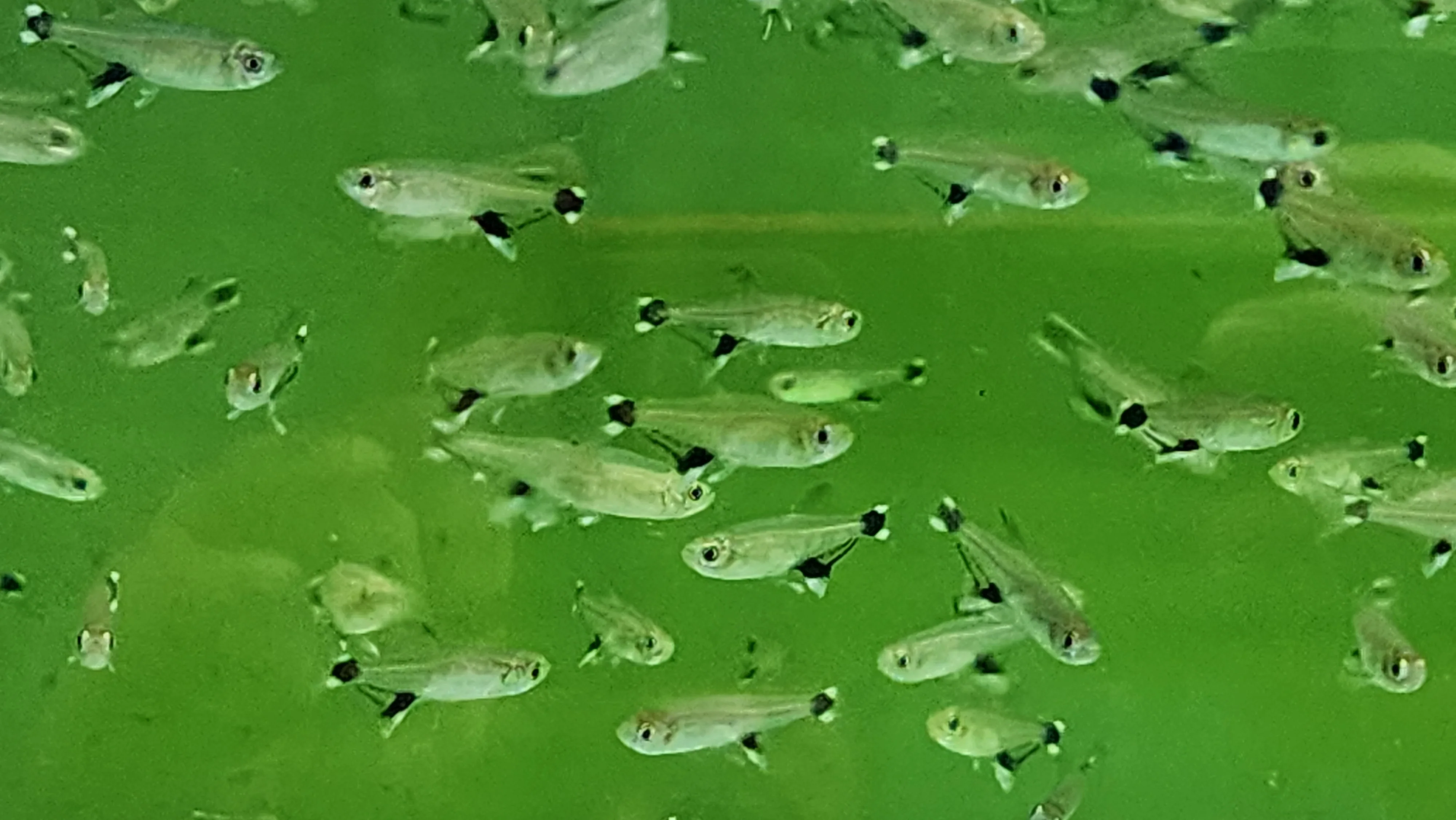 White spot tetra 2.5cm