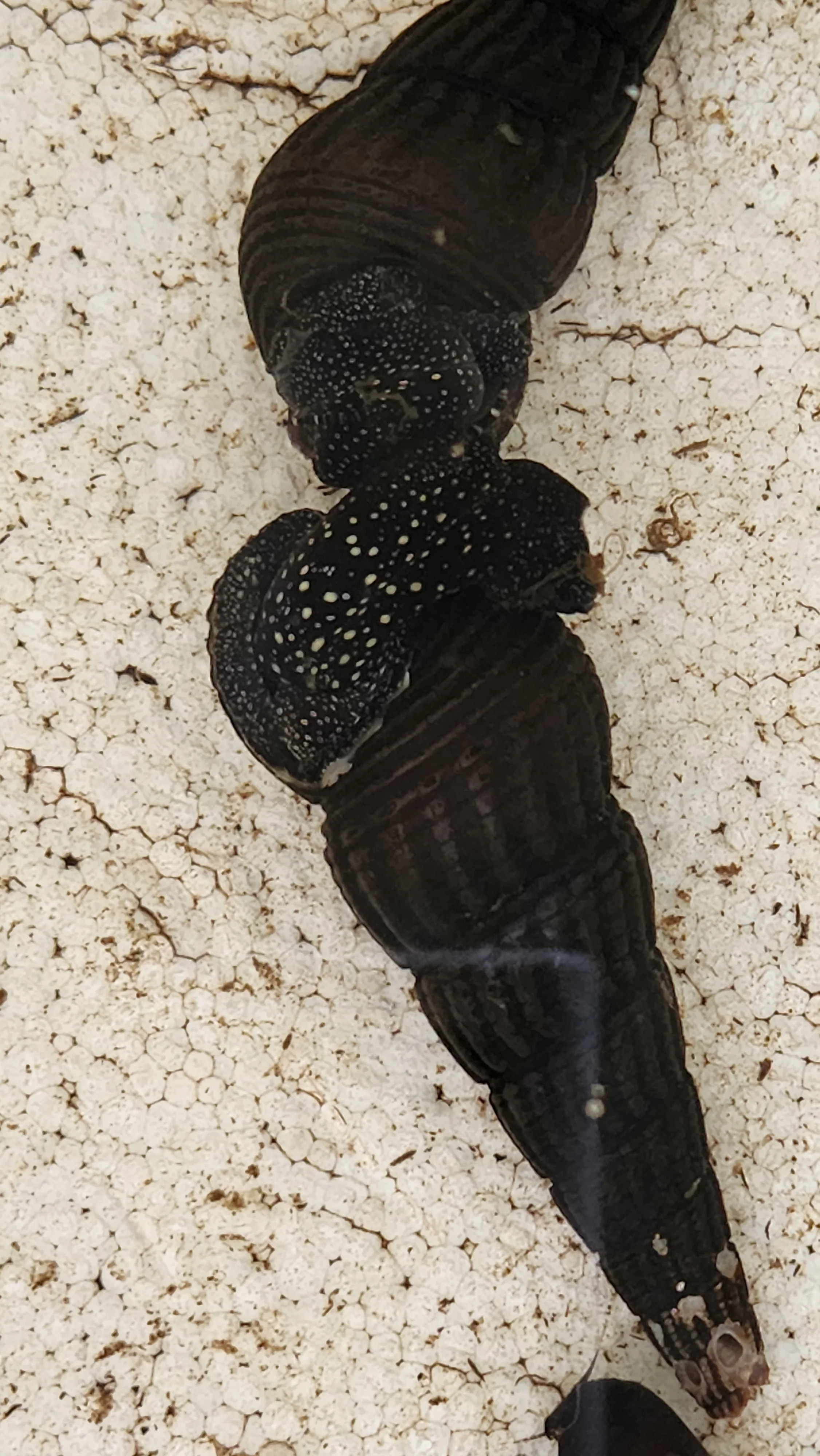White spotted rabbit snail 6cm - Image 2