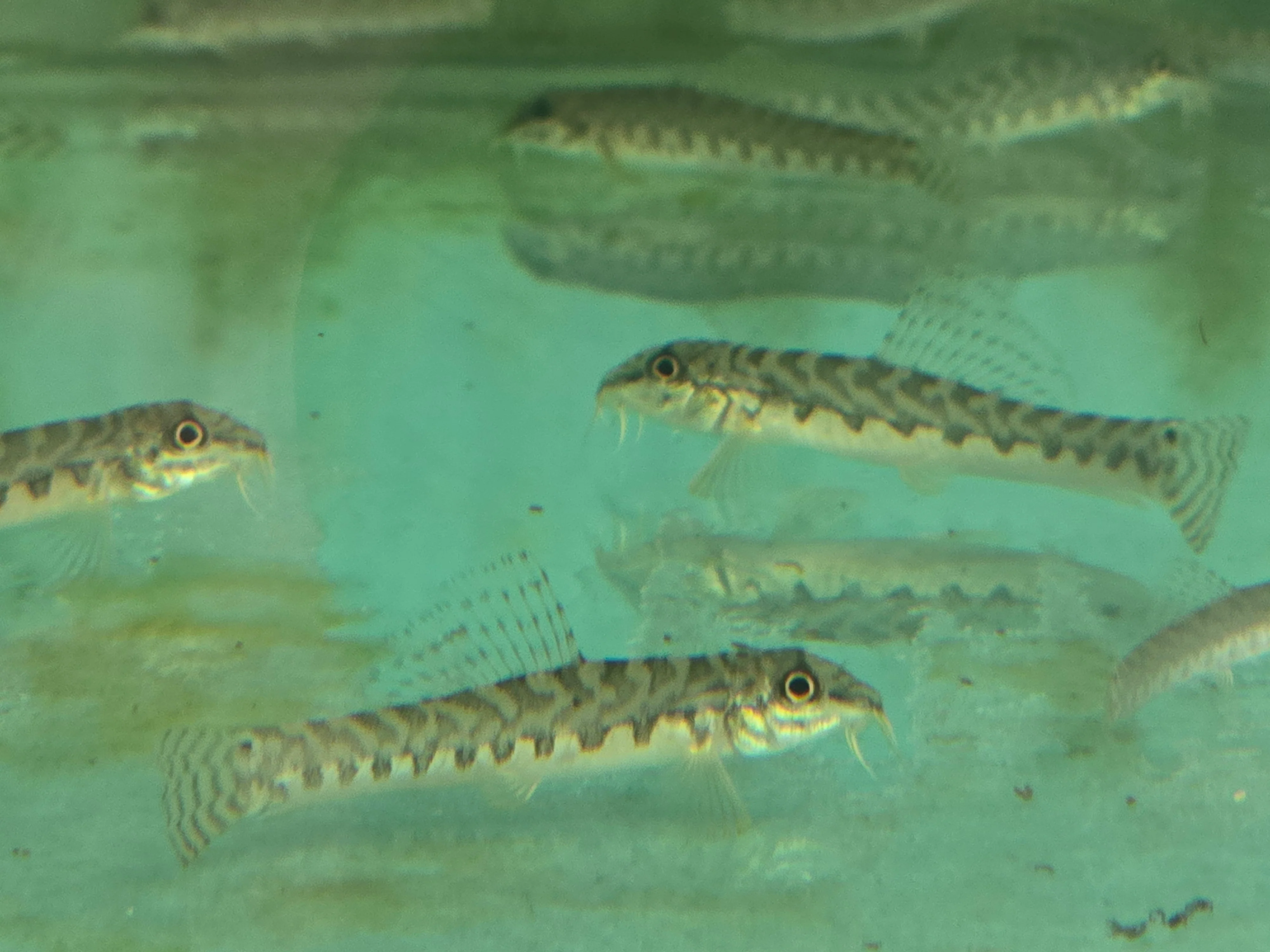 Zipper loach 5cm - Image 2
